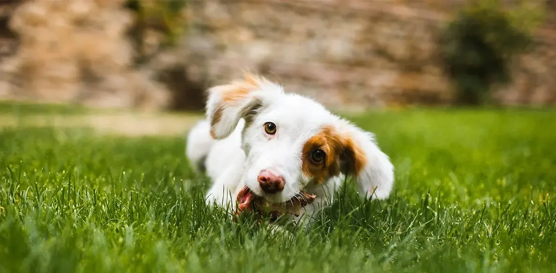 Peut-on donner du lapin à un chien