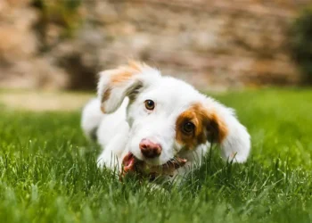 Peut-on donner du lapin à un chien