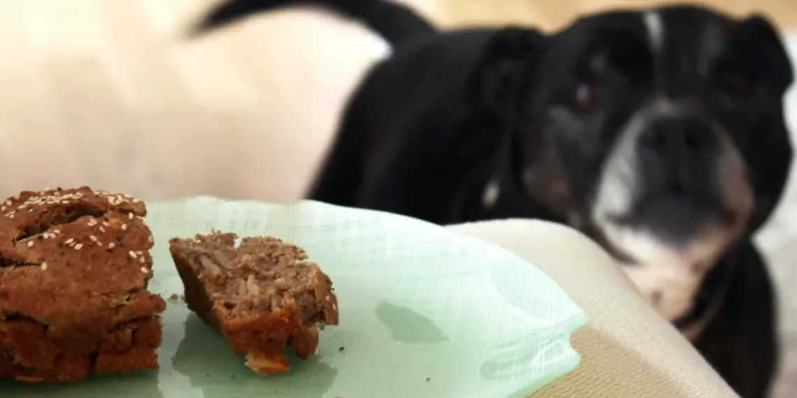 peut-on donner du pain complet à un chien