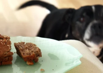 peut-on donner du pain complet à un chien