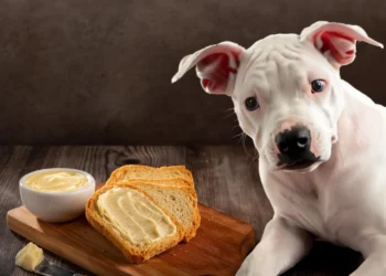 Peut-on donner du pain au beurre à un chien