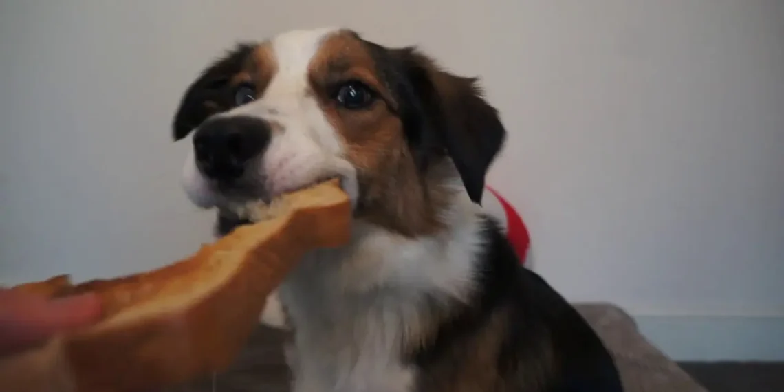 Peut-on donner du pain grillé à un chien