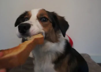 Peut-on donner du pain grillé à un chien