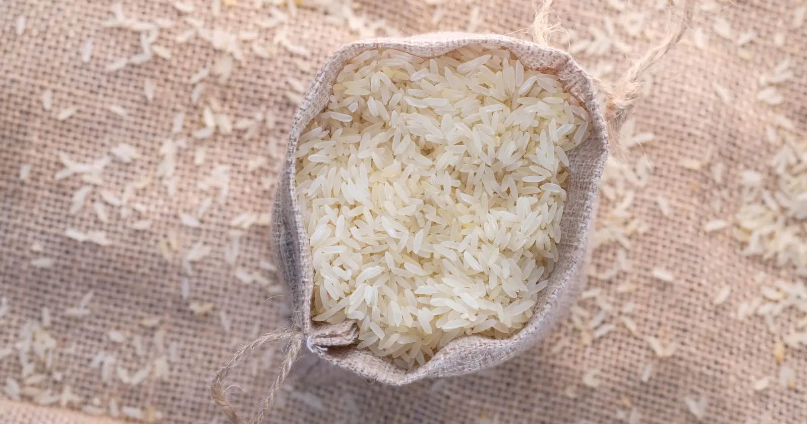 Peut-on donner du riz aux chiens?