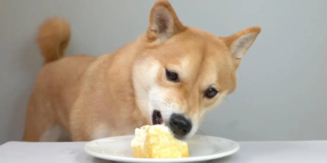 Peut-on donner du tofu à un chien