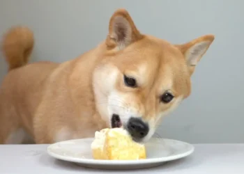 Peut-on donner du tofu à un chien