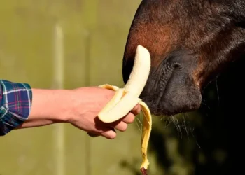 Peut-on donner des bananes à un cheval