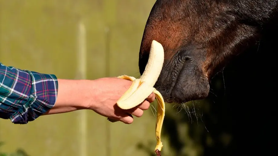 Peut-on donner des bananes à un cheval
