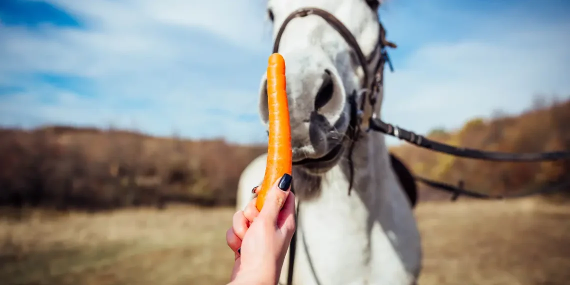 Peut-on donner des carottes aux chevaux