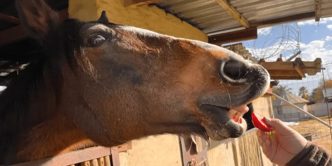 Peut-on donner des fraises à un cheval