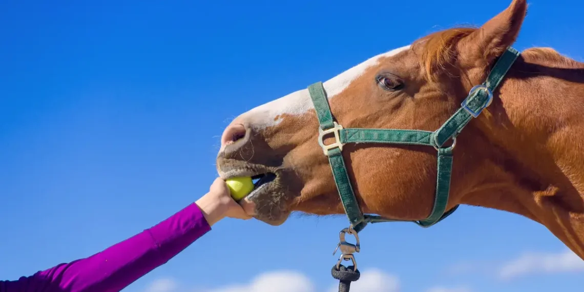 Peut-on donner des pommes à un cheval