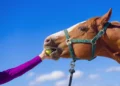 Peut-on donner des pommes à un cheval