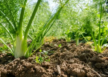 Peut-on donner du fenouil à un cheval