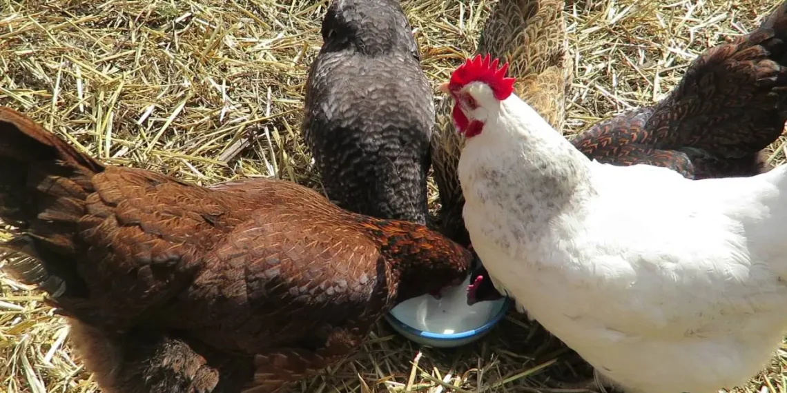 Peut-on donner de kéfir aux poules