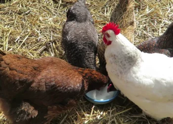 Peut-on donner de kéfir aux poules