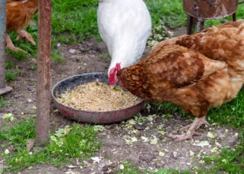 Peut-on donner de l'avoine aux poules