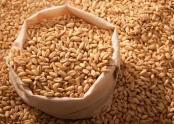 Peut-on donner de l'orge aux poules