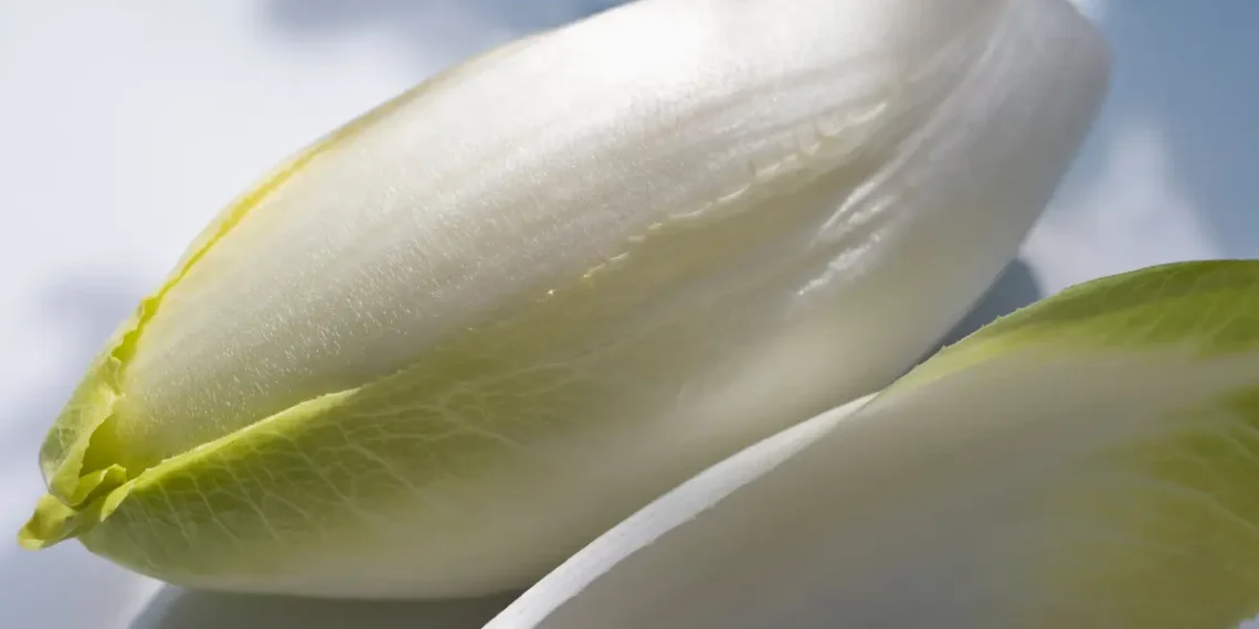 Peut-on donner des endives aux poules