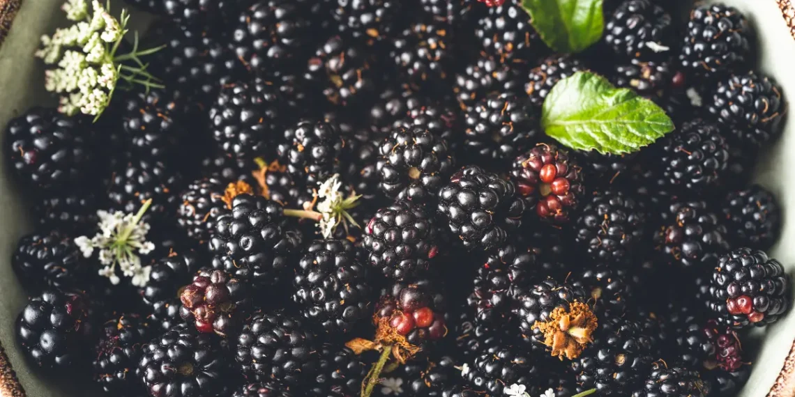 Peut on donner des mûres aux poules