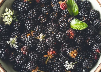 Peut on donner des mûres aux poules