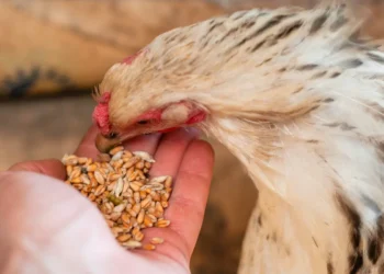 Peut-on donner du blé aux poules