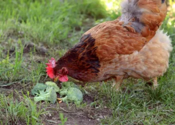 peut-on donner du brocoli aux poules
