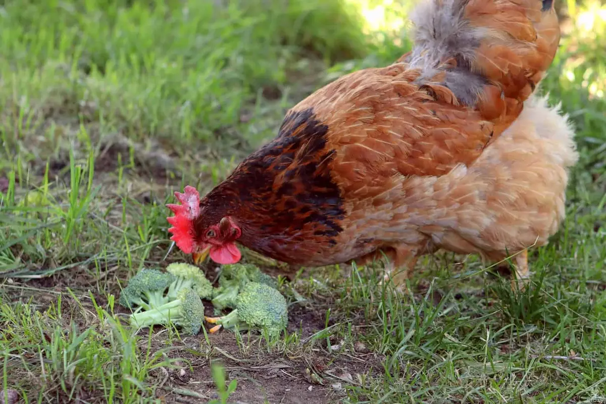 Peuton donner du brocoli aux poules