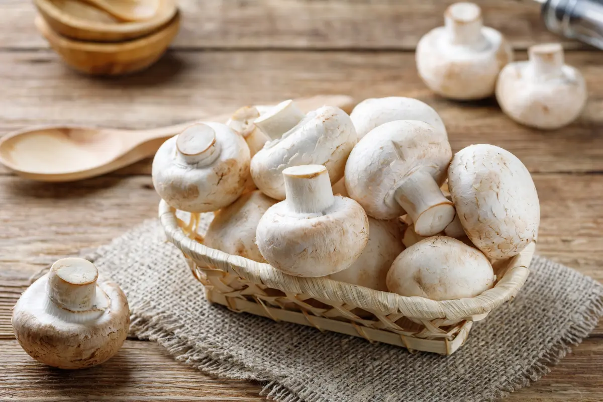 Peuton donner du champignon aux poules