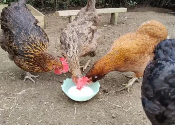 Peut-on donner du lait aux poules