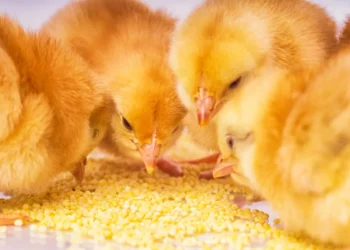 Peut-on donner du millet aux poules