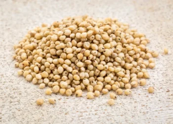 Peut-on donner du sorgho aux poules