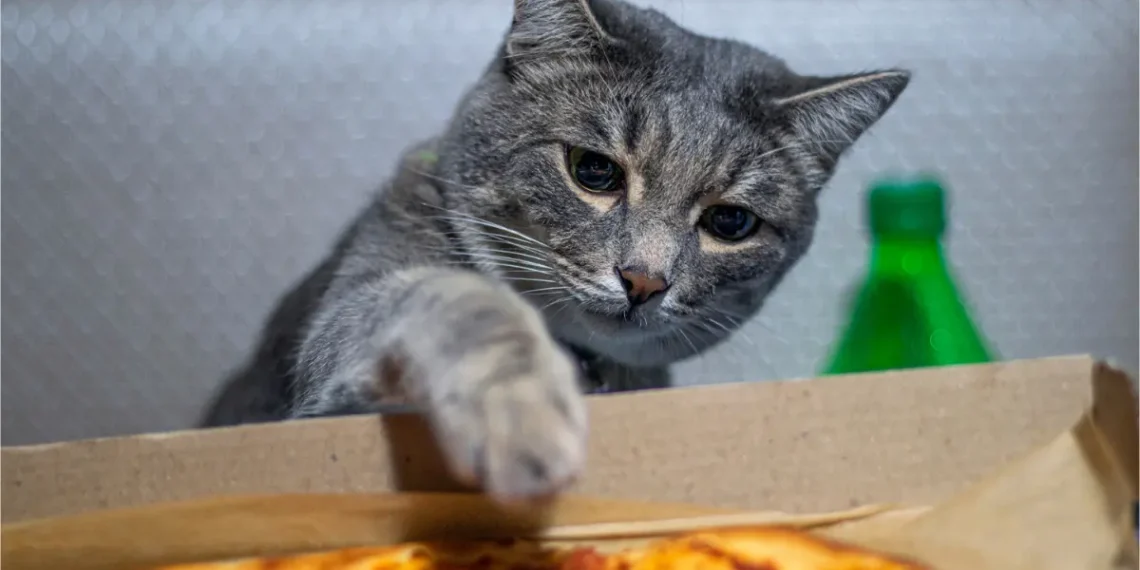peut-on donner de la pizza à son chat