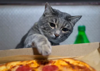 peut-on donner de la pizza à son chat