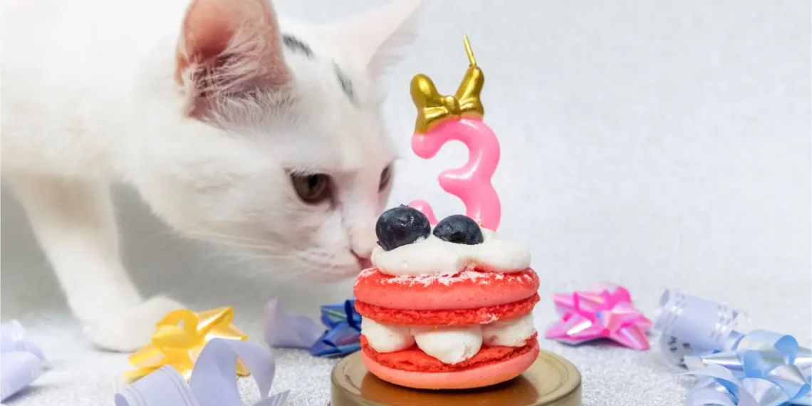 Peut-on donner des macarons aux chats