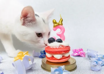 Peut-on donner des macarons aux chats