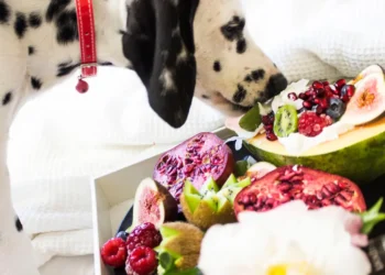 Peut-on donner de la figue à son chien